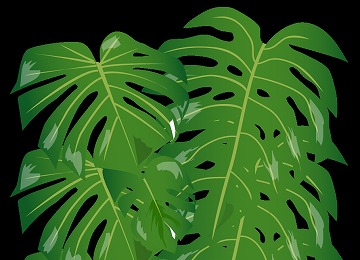 monstera01.jpg
